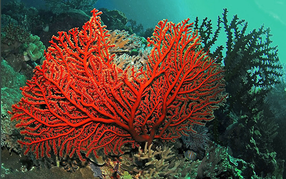 коралловый и бирюзовый в природе