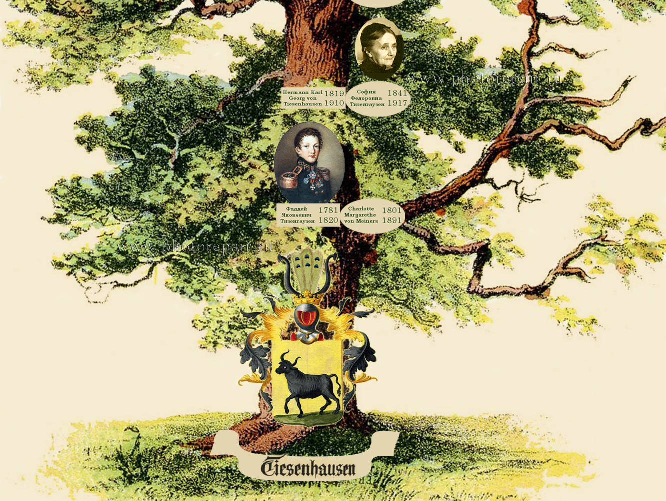 Tiesenhausen family tree Тизенгаузен древо рода
